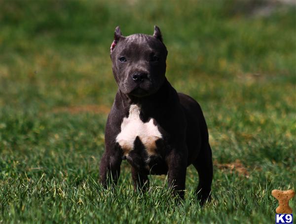 American Pit Bull Puppies
